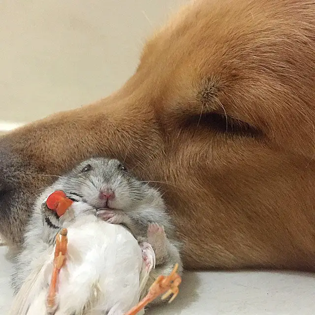 Um golden retriever e seus simpáticos amigos bob-e-amigos-12