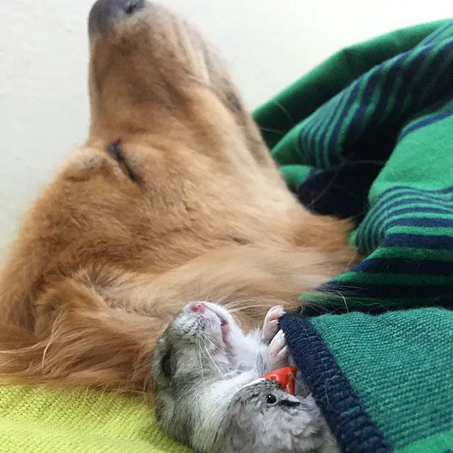 Um golden retriever e seus simpáticos amigos bob-e-amigos-13