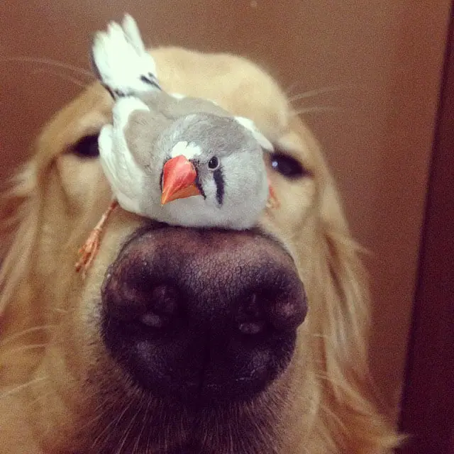 Um golden retriever e seus simpáticos amigos bob-e-amigos-14