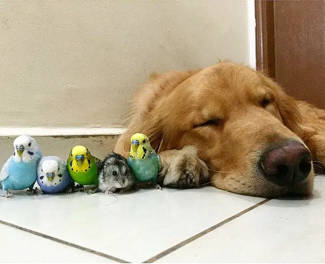 Um golden retriever e seus simpáticos amigos bob-e-amigos-15