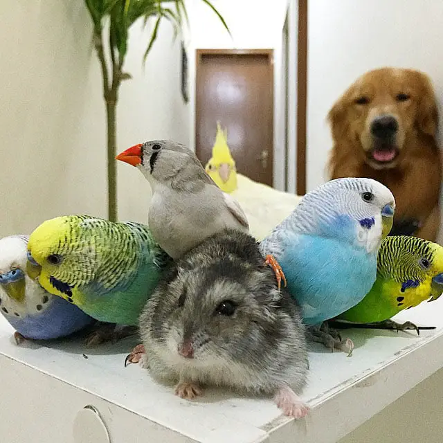 Um golden retriever e seus simpáticos amigos bob-e-amigos-2