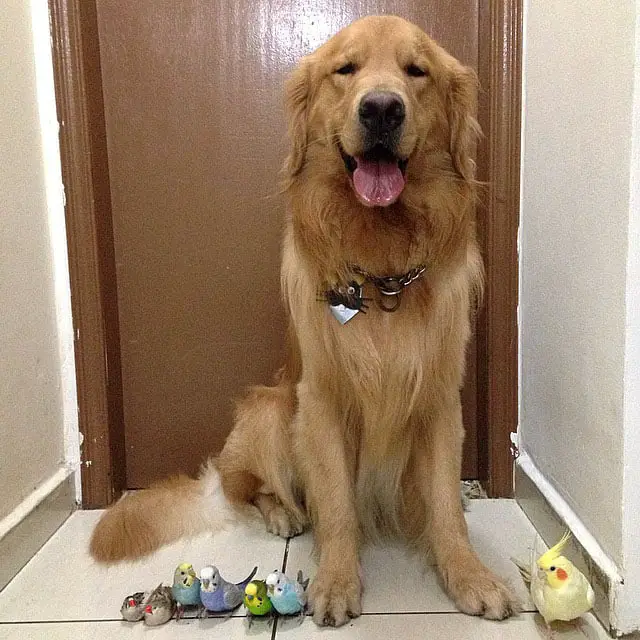 Um golden retriever e seus simpáticos amigos bob-e-amigos-4