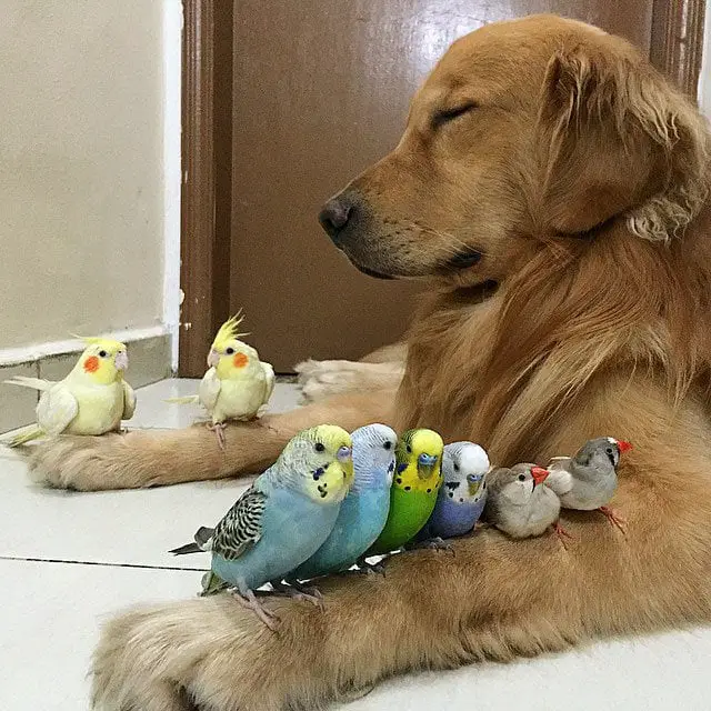 Um golden retriever e seus simpáticos amigos bob-e-amigos-6