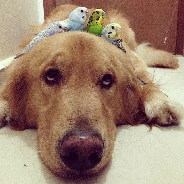 Um golden retriever e seus simpáticos amigos bob-e-amigos-7