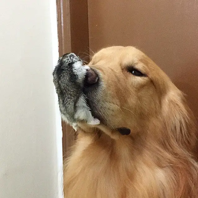 Um golden retriever e seus simpáticos amigos bob-e-amigos-8