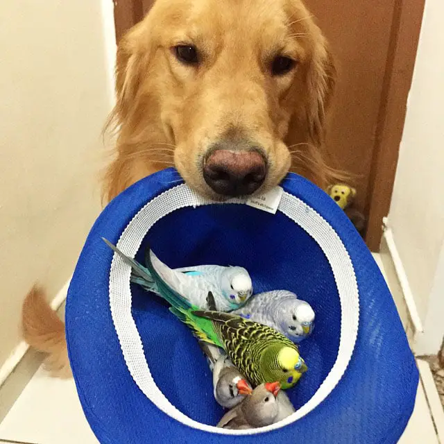 Um golden retriever e seus simpáticos amigos bob-e-amigos-9