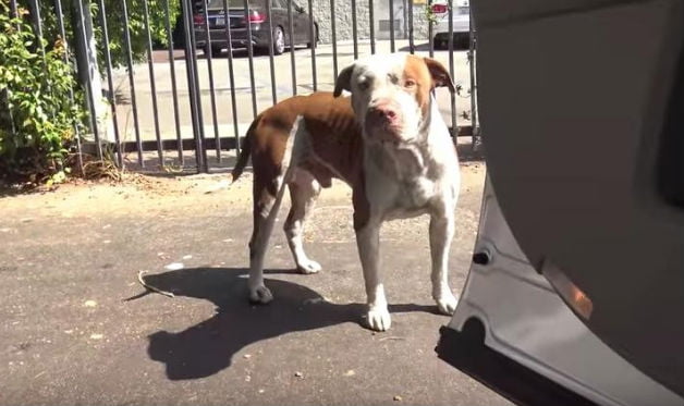 O resgate de Brutus, o pit bull abandonado brutus-pitbull-abandonado-1