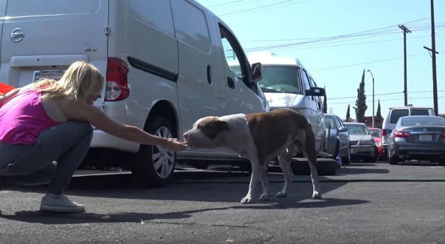 O resgate de Brutus, o pit bull abandonado brutus-pitbull-abandonado-3