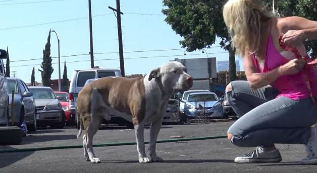 O resgate de Brutus, o pit bull abandonado brutus-pitbull-abandonado-4