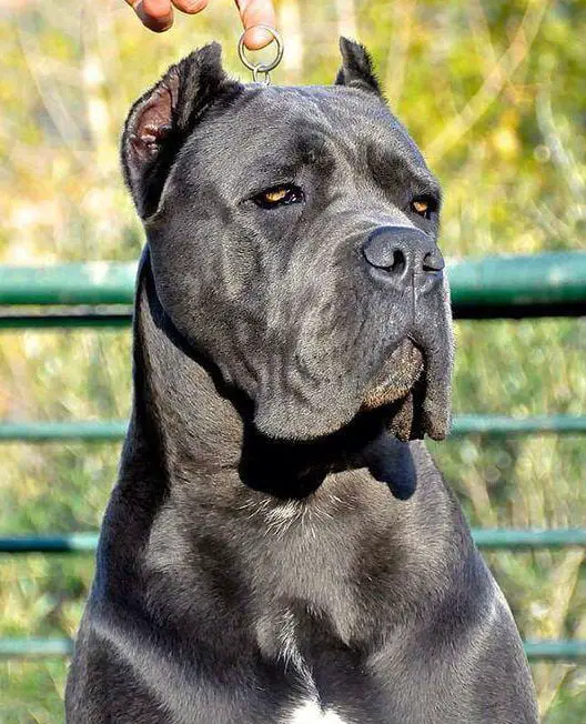 A cabeça do cane corso é sem dúvida a sua característica mais imponente.