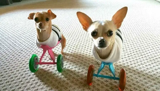 chihuahuas-duas-patas-1