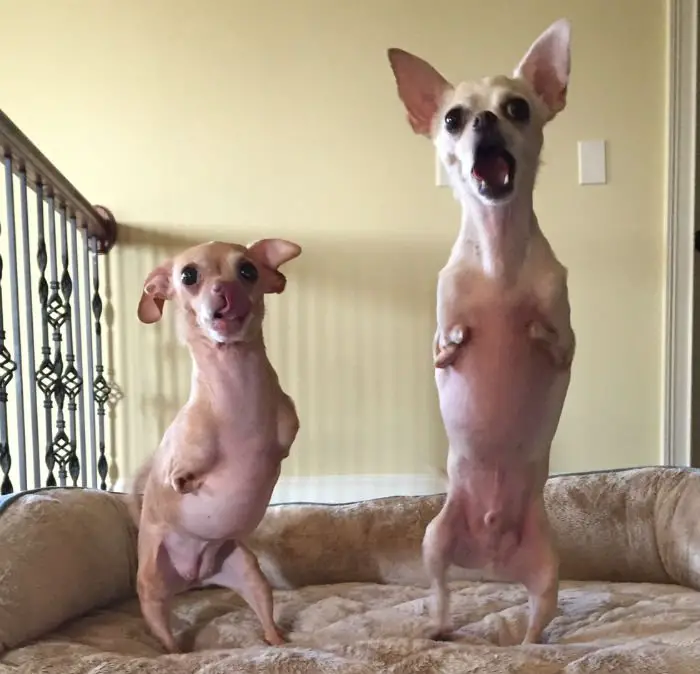 chihuahuas-duas-patas-2