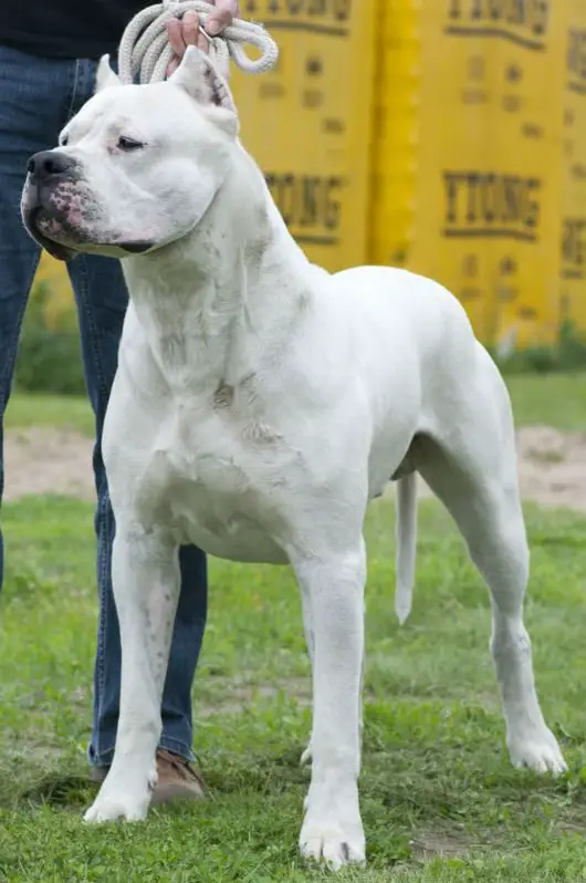 Criado para combates em rinhas, o dogo argentino tornou-se um cão esportivo e de companhia.