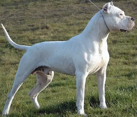 dogo-guatemalteco