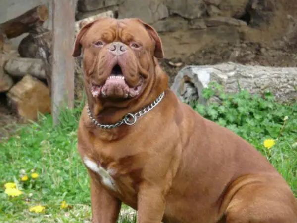 dogue-de-bordeaux