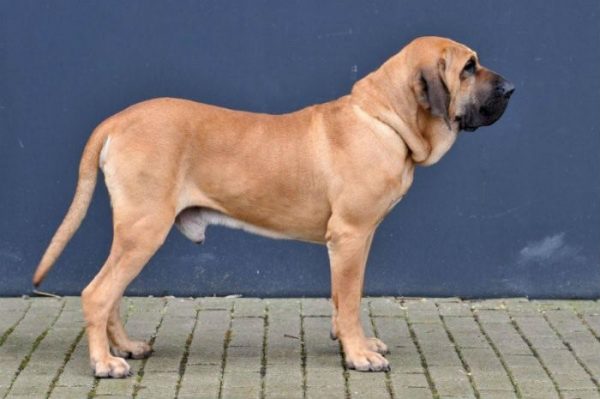  O fila brasileiro, personagem da nossa história desde os tempos das capitanias hereditárias.