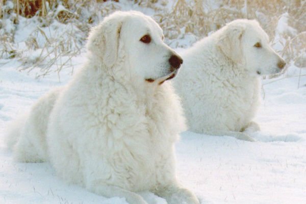 O kuvasz está se aposentando dos pastos, mas ganhou lugar cativo na companhia dos humanos.