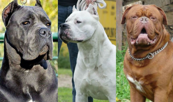 As Maiores Raças Caninas Do Mundo Cães Online