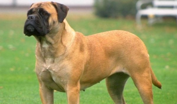 mastiff-ingle%cc%82s