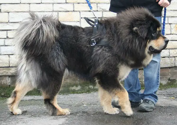 Apesar do nome, este belo cão não é um mastiff verdadeiro. Ele nunca exerceu tarefas de pastoreio.