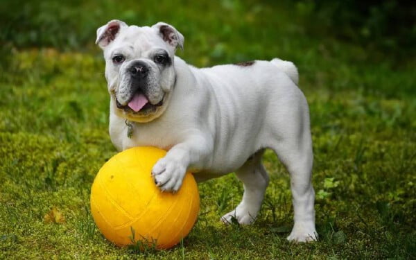 As melhores raças de cães para crianças