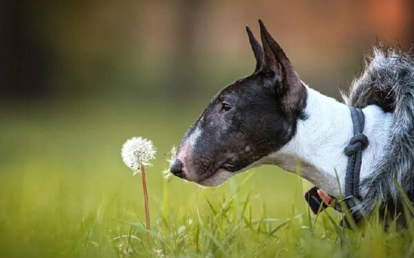 As melhores raças de cães para crianças