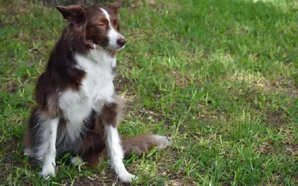 As melhores raças de cães para crianças