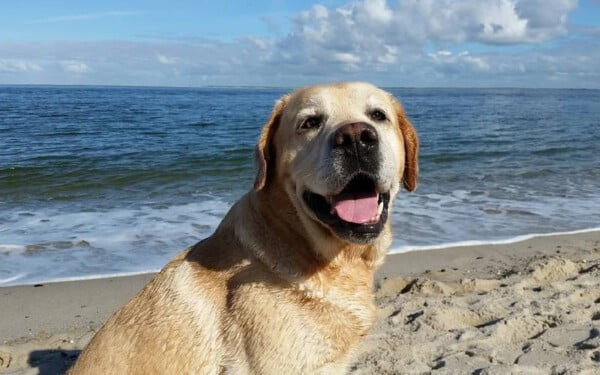 As melhores raças de cães para crianças