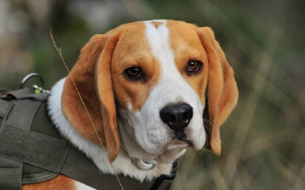 As 10 melhores raças de cães para crianças As melhores raças de cães para crianças