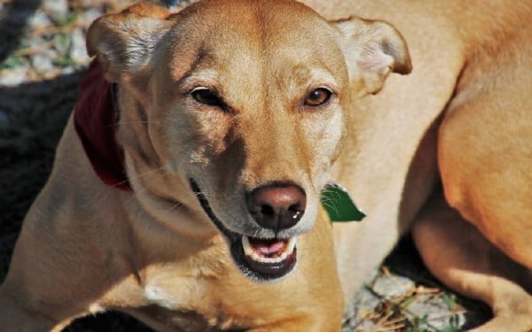 As melhores raças de cães para crianças