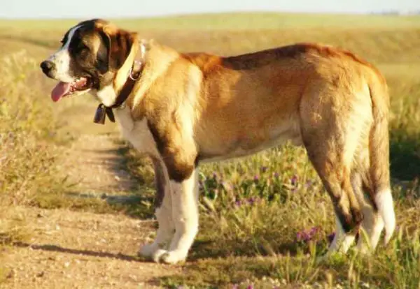 rafeiro-do-alentejo