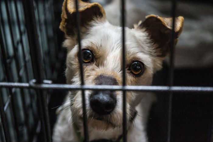 O salvador de cães Lucky foi resgatado minutos antes de ser morto. - Foto: Ted Soqui