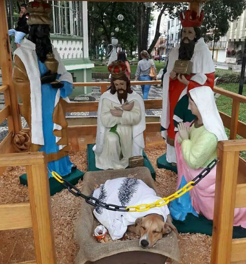Um vira-lata no presépio vira-lata-presepio-1