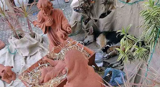 Um vira-lata no presépio Mais um parto na manjedoura: desta vez, de uma cadela.