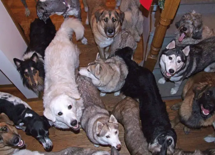Casal vive com 46 cães adotados na sua própria casa