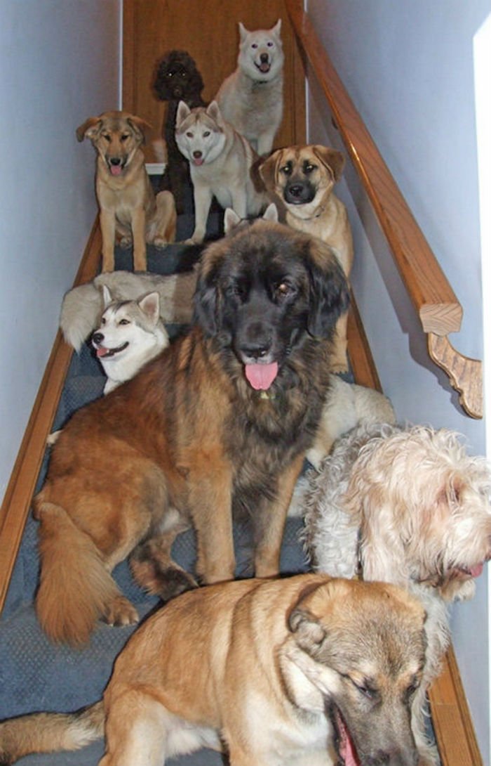 Casal vive com 46 cães adotados na sua própria casa