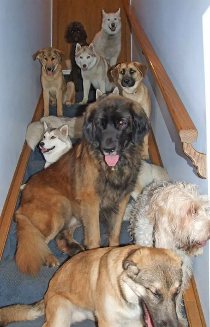 Casal vive com 46 cães adotados na sua própria casa Casal vive com 46 cães adotados na sua própria casa