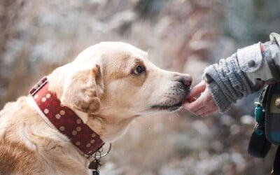 Os 10 alimentos mais tóxicos para os cachorros