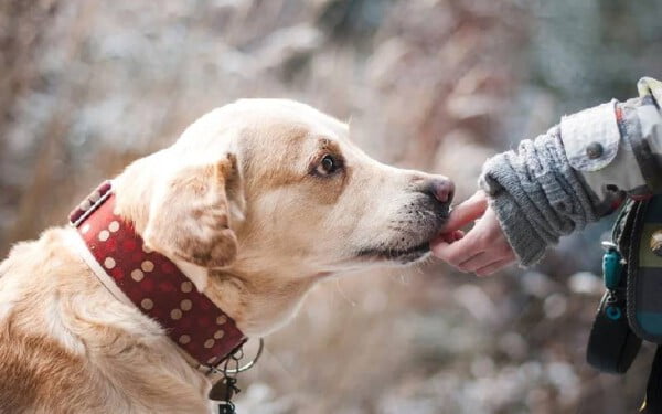 10-alimentos-mais-toxicos-para-cachorros