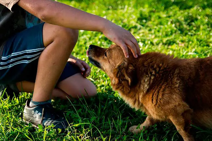 Atitudes Responsáveis de donos de pets