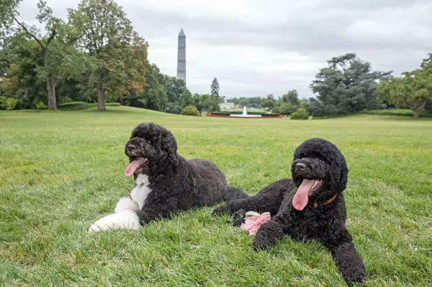 Os cães da família Obama são uma atração à parte na Casa Branca