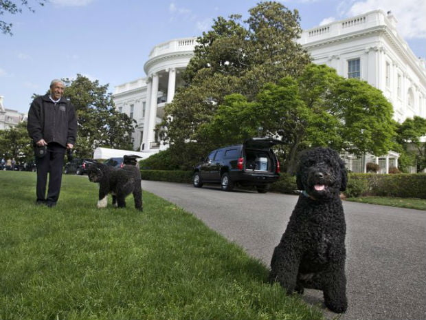 Os cães da família Obama são uma atração à parte na Casa Branca