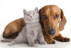 Mito ou verdade: Cães e gatos se odeiam?