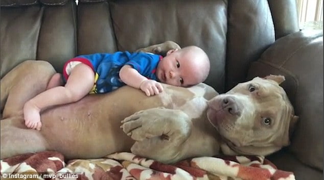 Cão e bebê: assista ao vídeo que encantou milhares de pessoas
