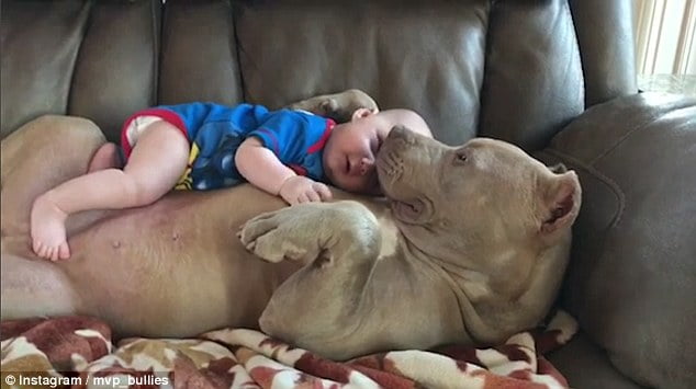 Cão e bebê: assista ao vídeo que encantou milhares de pessoas