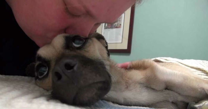 Resgate de cãozinho revela casa dos horrores Resgate de cãozinho revela casa dos horrores