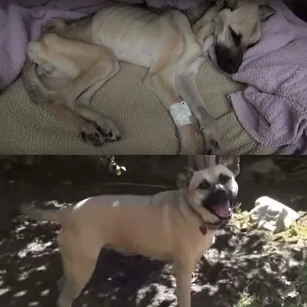Resgate de cãozinho revela casa dos horrores Resgate de cãozinho revela casa dos horrores