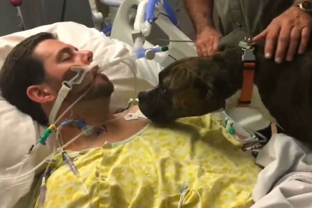 Cão se despede de dono em hospital