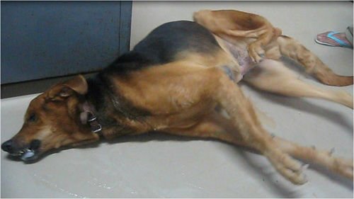 Um cão com cinomose em estágio avançado.