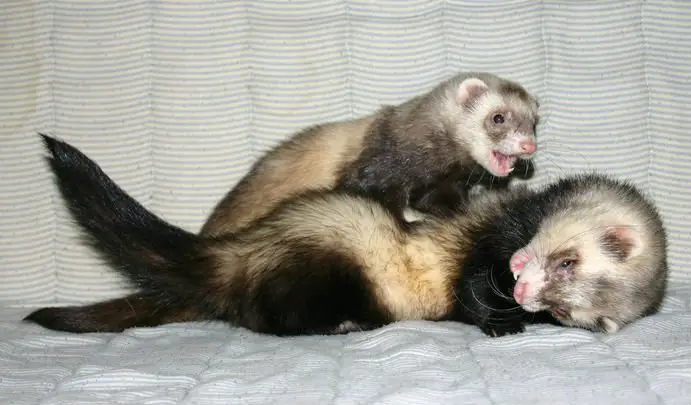 Os ferrets também podem ser acometidos pela cinomose.